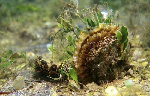 Common oyster on seabed {Ostrea edulis} Mediterranean