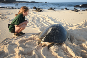 Turtle Ascension nesting 