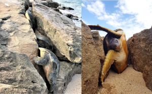 green turtles stranded