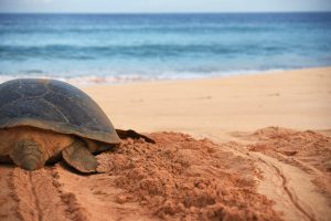 turtles nesting