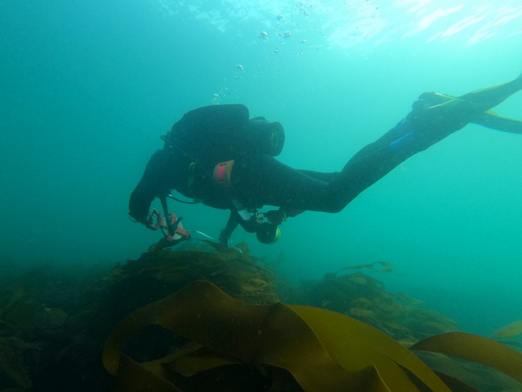 Jersey Kelp