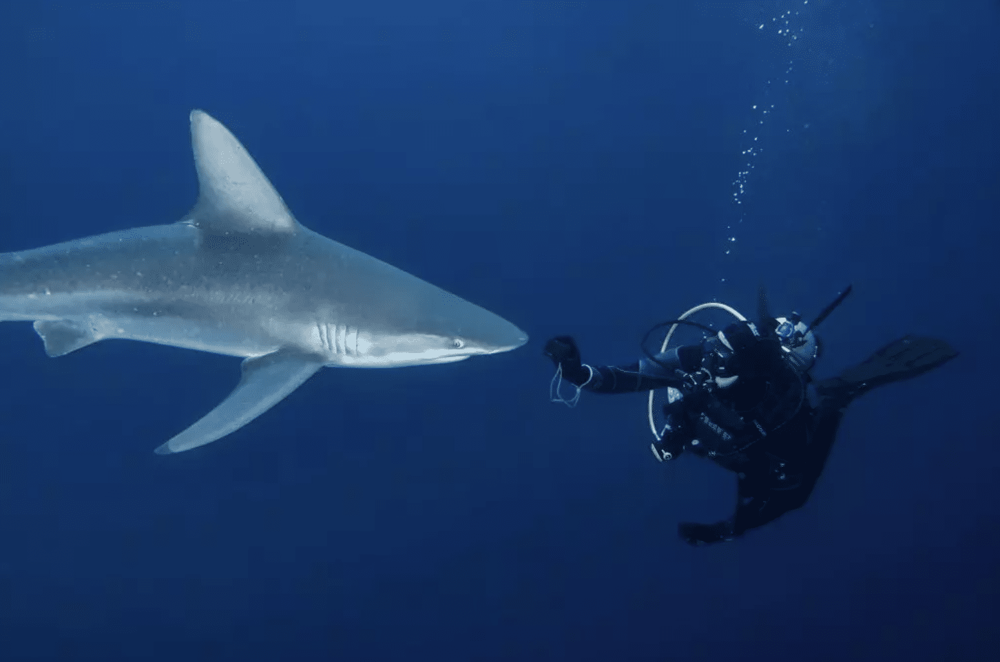 THE 2024 OCEAN AWARDS: THE WINNERS | Blue Marine Foundation