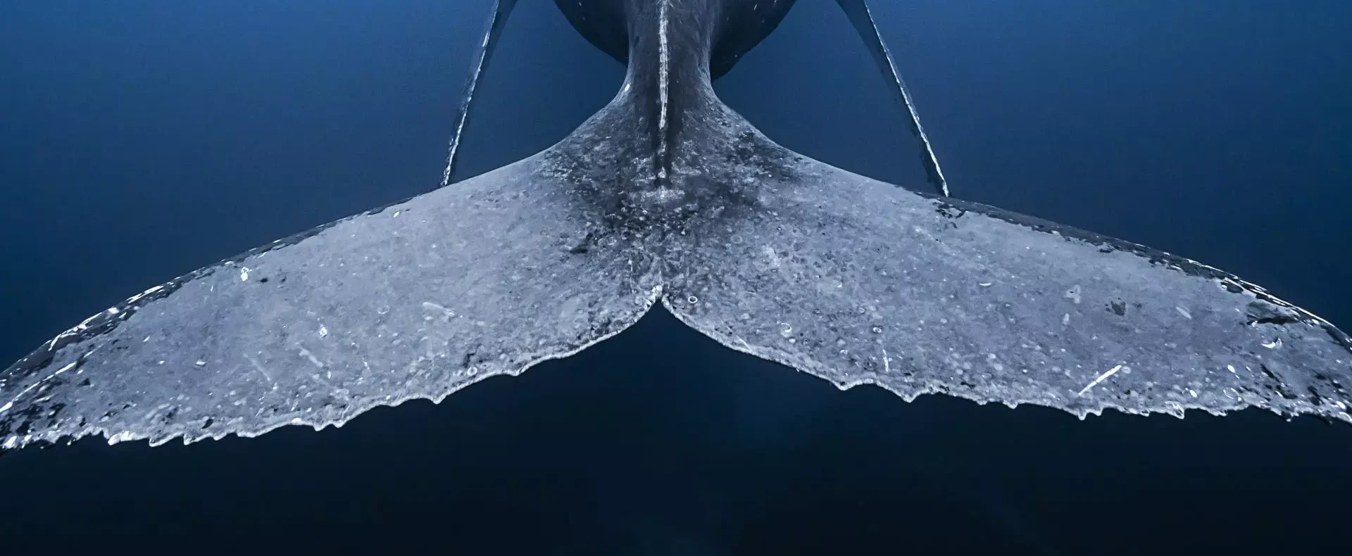 A freediver swims near the massive tail of a humpback whale seen from behind, while another whale is visible in the background, all surrounded by deep blue ocean water.
