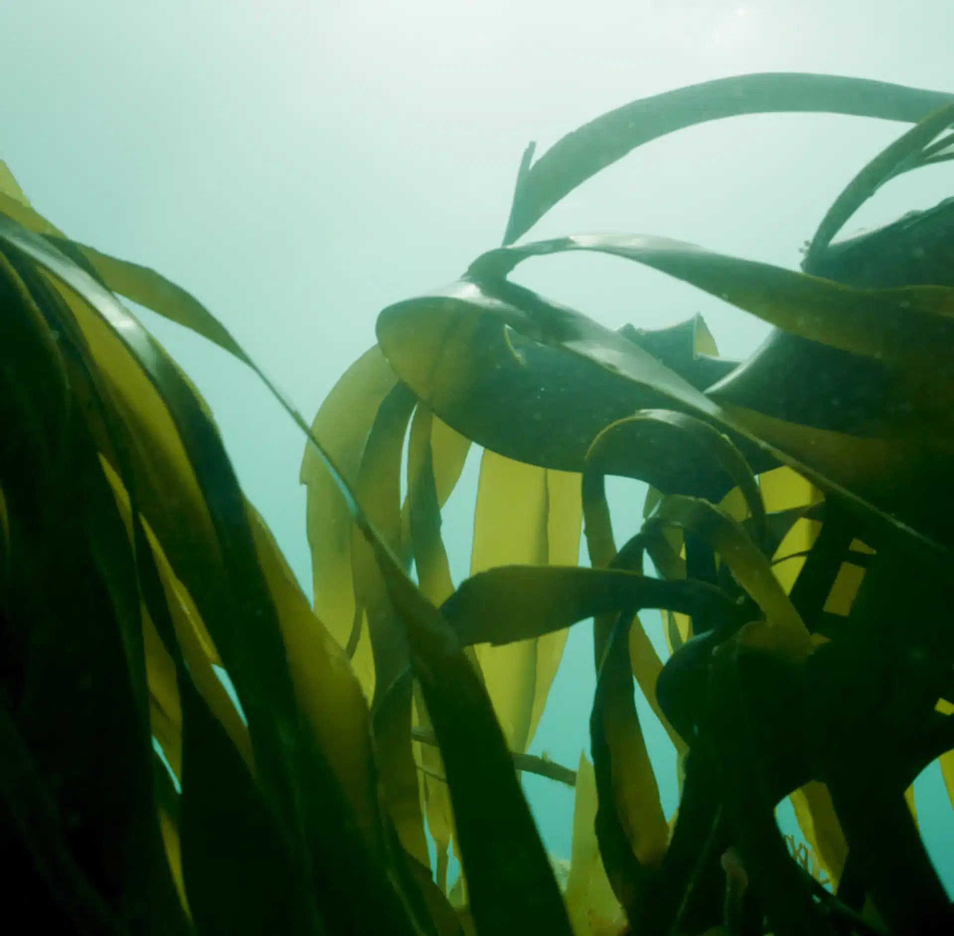Sunlight shining through a dense green kelp forest