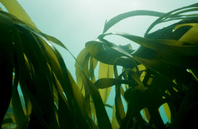 Sunlight shining through a dense green kelp forest