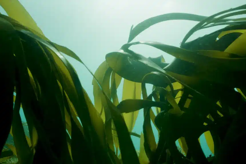 Sunlight shining through a dense green kelp forest