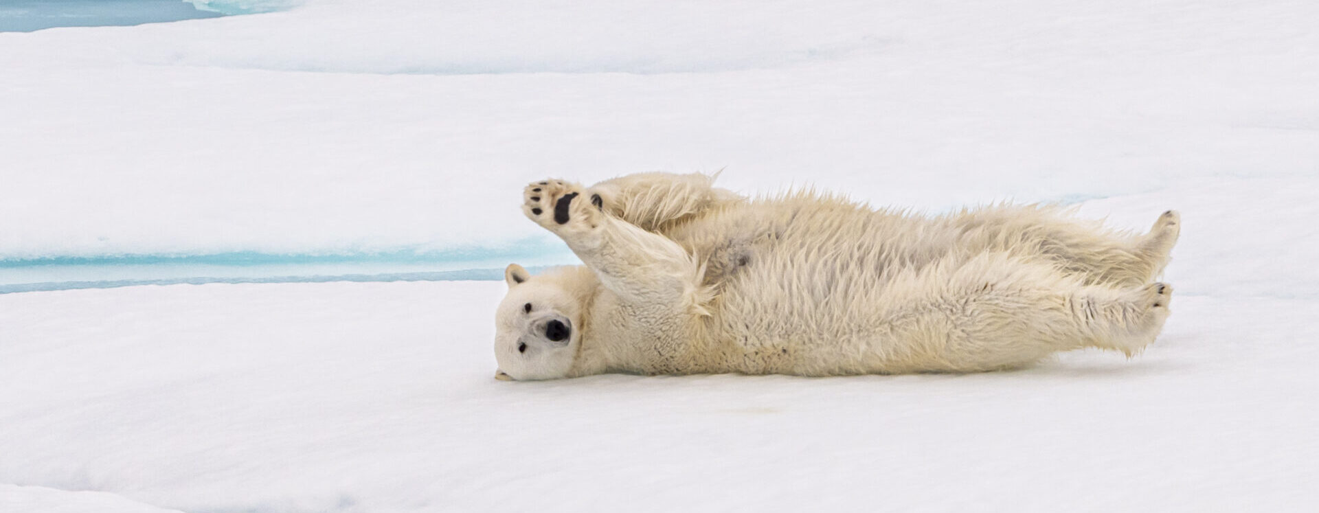 A playful polar bear rolls on the ice, surrounded by patches of snow and water in an Arctic landscape.