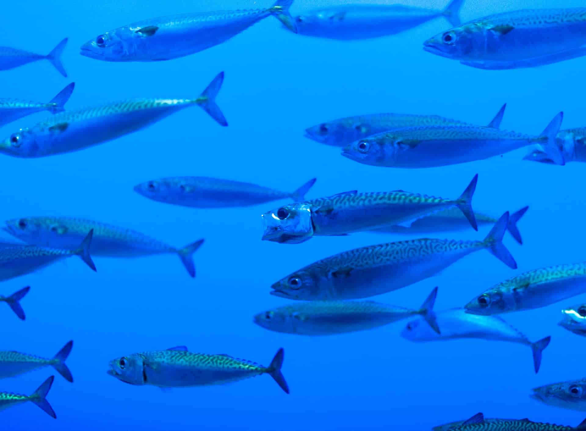 A school of small fish swims gracefully through deep blue water, showcasing their shimmering scales and streamlined bodies.