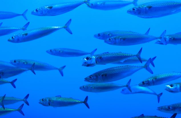 A school of small fish swims gracefully through deep blue water, showcasing their shimmering scales and streamlined bodies.