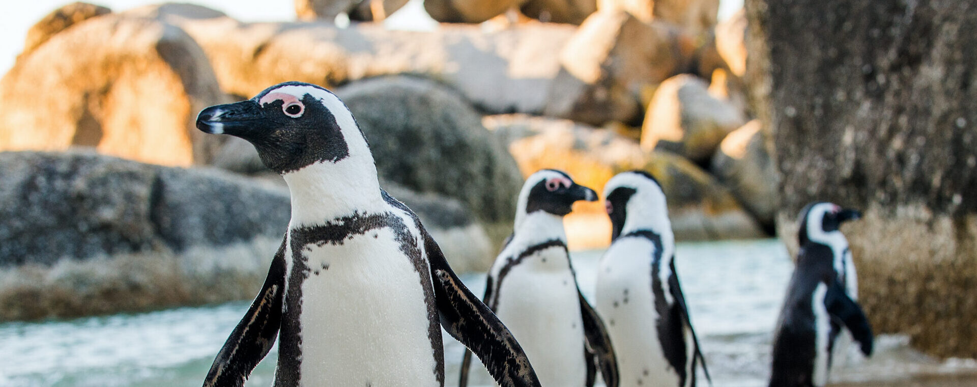 Four African penguins on a calm big rocky beach walking in a line towards the camera.