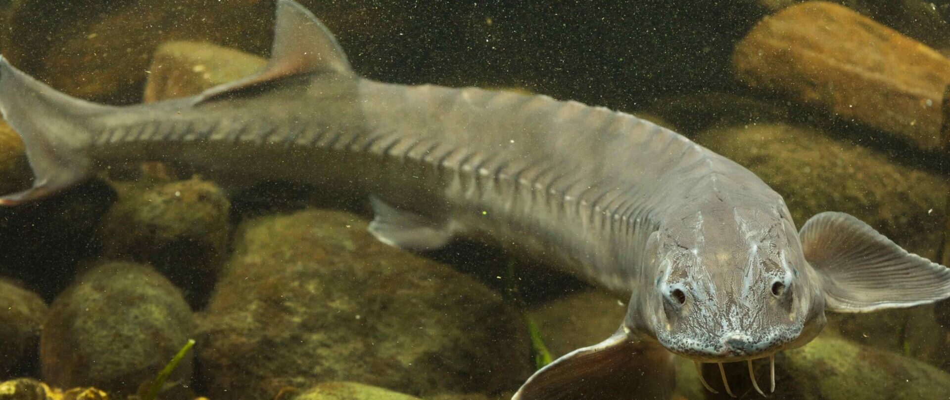 Sturgeon in dirty yellow water swimming towards the camera.