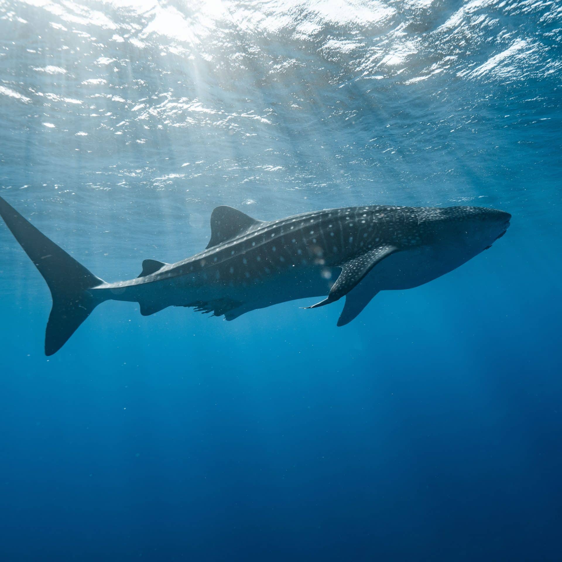Whale shark pictured above swimming close to the surface with the sun piercing through.