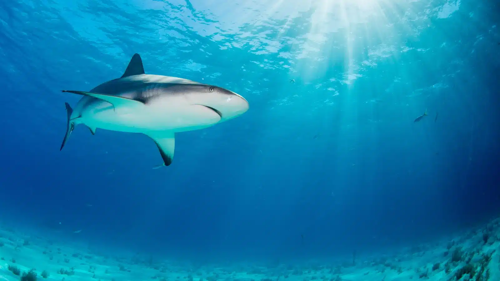 Shark in shallow coastal water on a sunny day swimming peacefully past the camera.