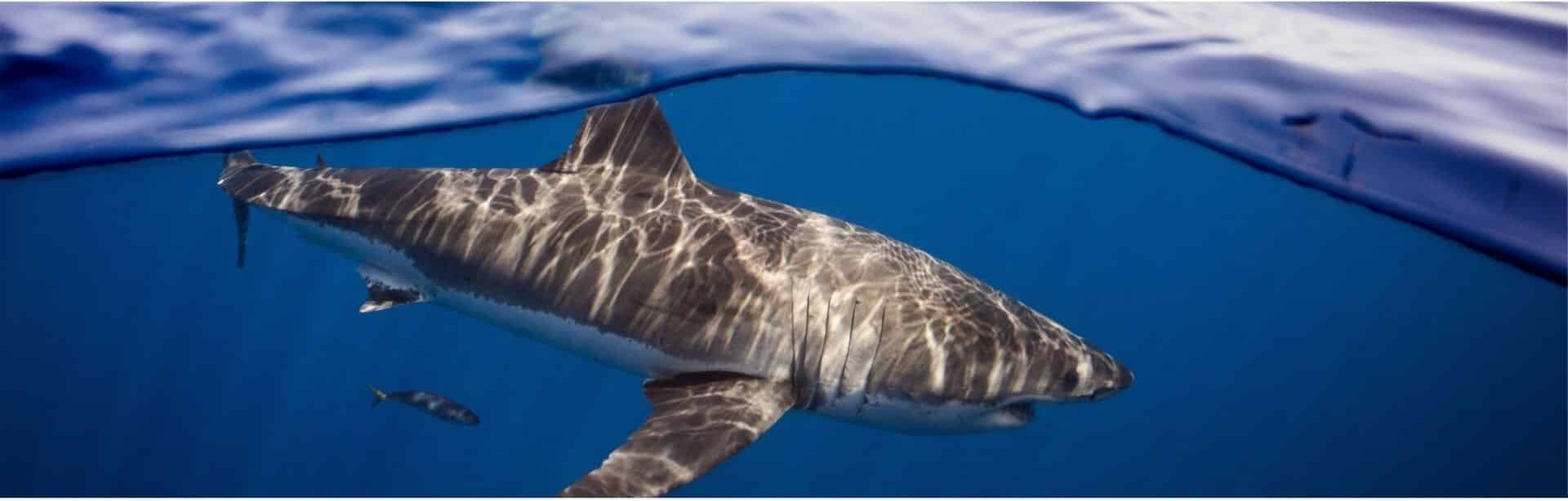 a great white shark swimming just under the waters surface