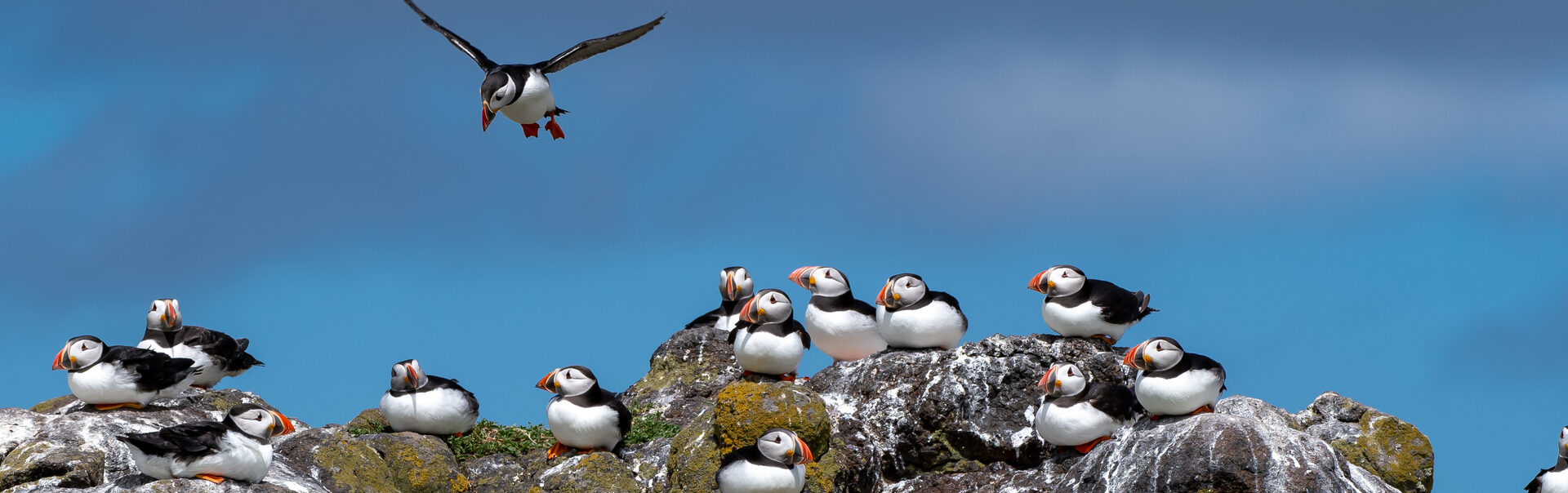 A group of puffins perched on rocky moss-covered ledges, with one in flight against a backdrop of blue sky and clouds.