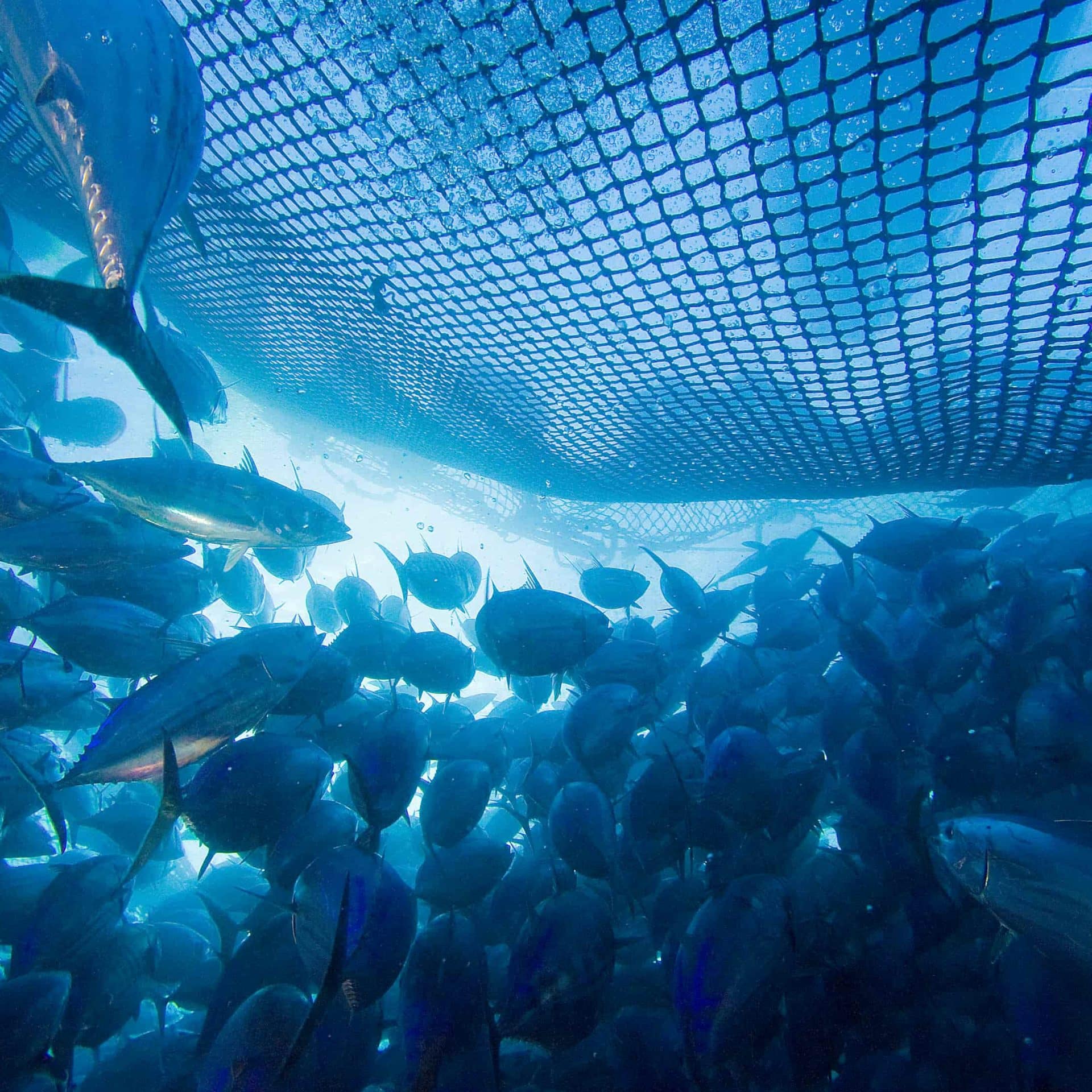 A dense school of fish trapped inside a large commercial fishing net underwater, with sunlight filtering through the surface above.