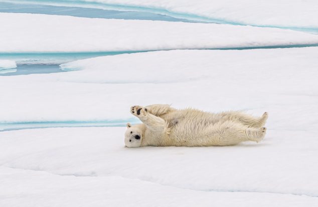 A playful polar bear rolls on the ice, surrounded by patches of snow and water in an Arctic landscape.
