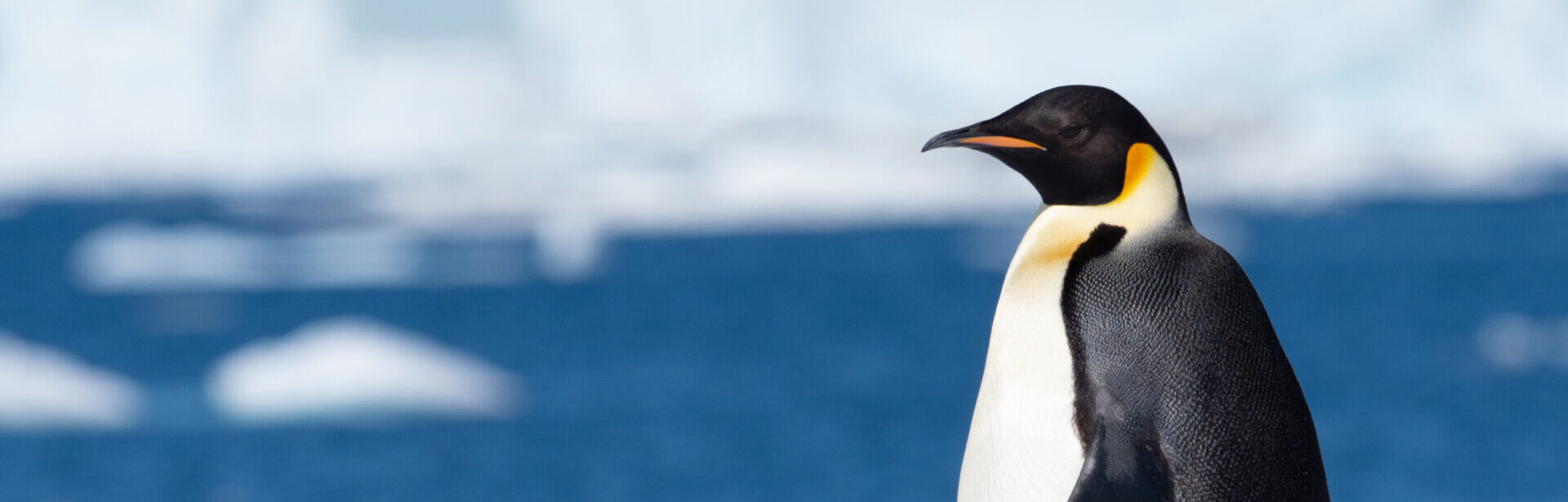 An emperor penguin standing upright on a snowy surface with a deep blue ocean and floating icebergs in the background in Antarctica.