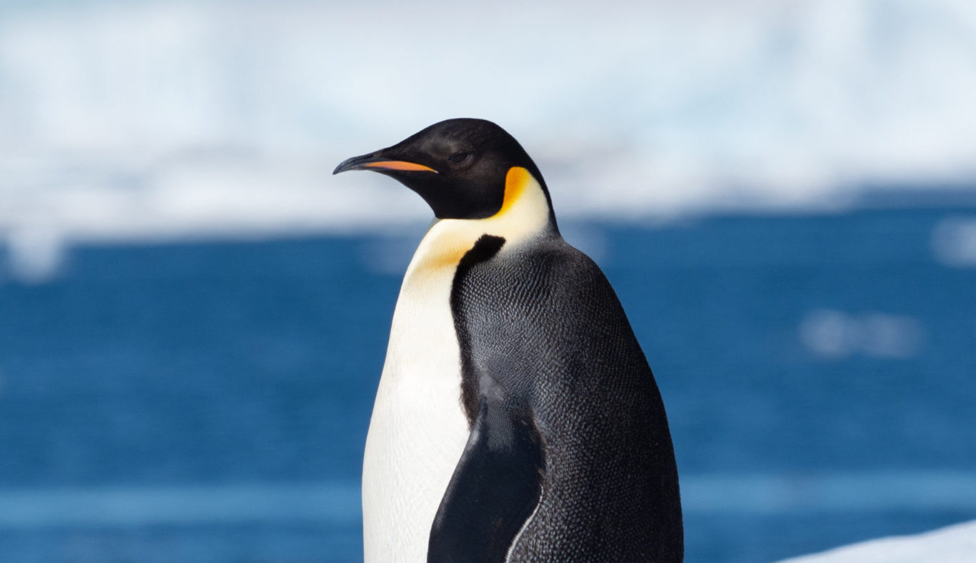 An emperor penguin standing upright on a snowy surface with a deep blue ocean and floating icebergs in the background in Antarctica.