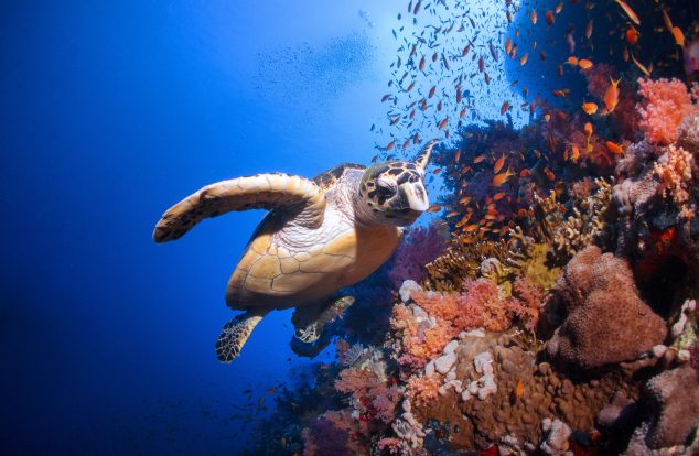 Hawksbill Turtle Swimming on the Great Fringing Reef