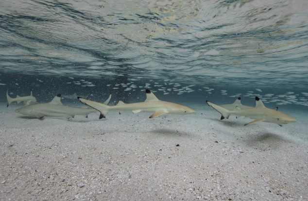 A group of blacktip reef sharks swim gracefully over a sandy seabed in clear, shallow ocean water, with light filtering through the surface above.