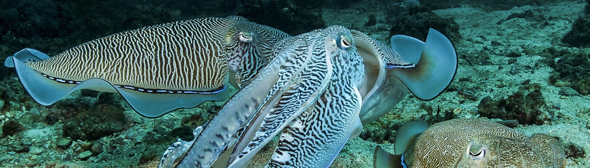 A group of cuttlefish displaying vivid patterns and textures glides over a sandy, rocky seafloor in a clear underwater scene.