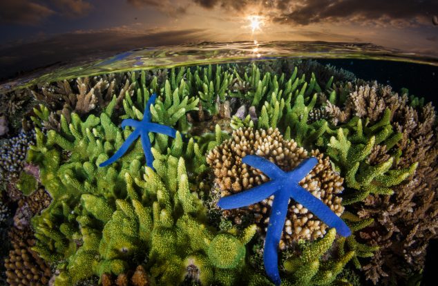 blue starfish on a vibrant green coral reef