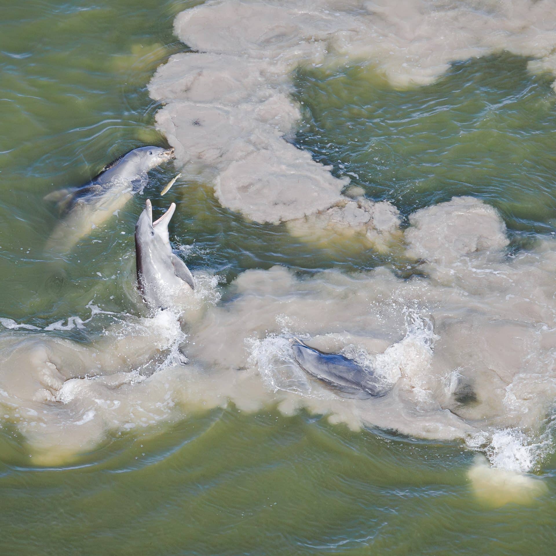 Three dolphins playfully swim in murky water, surrounded by swirling sandy materials, with one leaping out joyfully.
