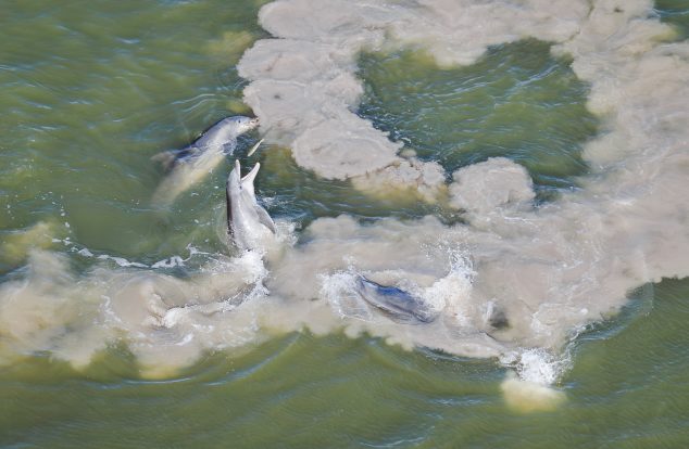 Three dolphins playfully swim in murky water, surrounded by swirling sandy materials, with one leaping out joyfully.