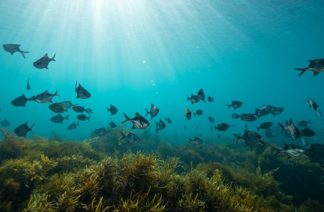 Fish swimming over a kelp forest with the sunlight shining through the water
