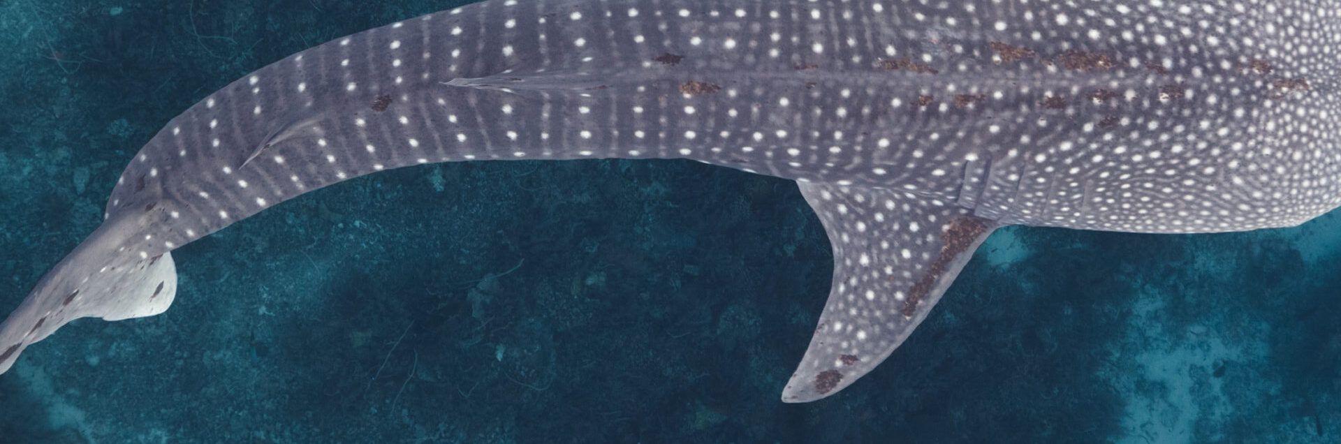 An aerial view of a majestic whale shark swimming gracefully over a deep blue ocean, showcasing its distinct spotted pattern.