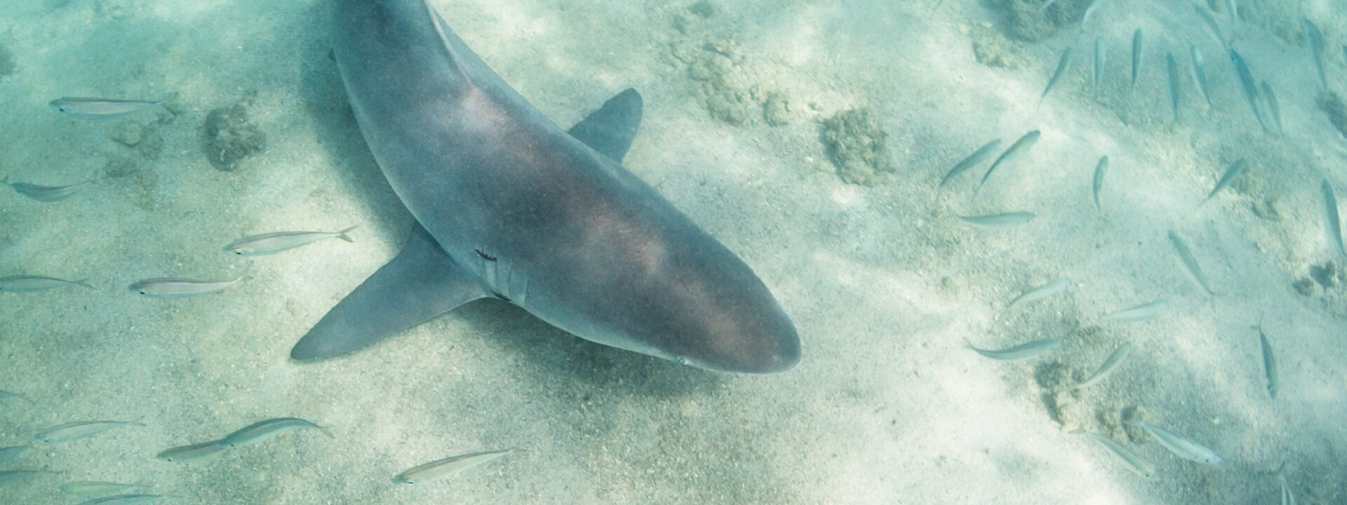 A sandbar shark swimming over a sandy seabed surrounded by a large school of blue runner fish using the shark as cover in clear blue ocean water