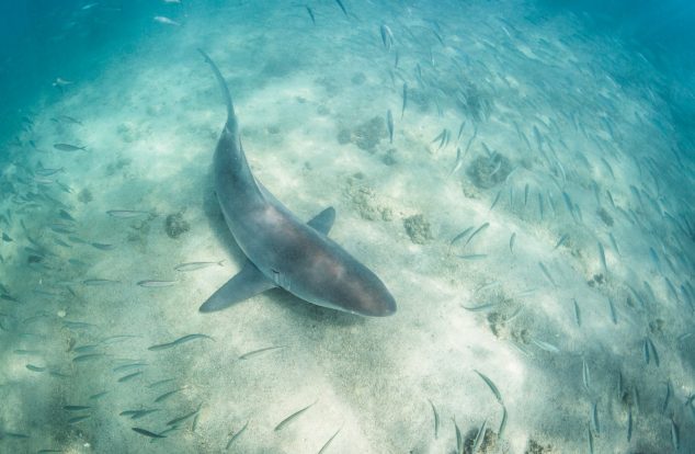 A sandbar shark swimming over a sandy seabed surrounded by a large school of blue runner fish using the shark as cover in clear blue ocean water