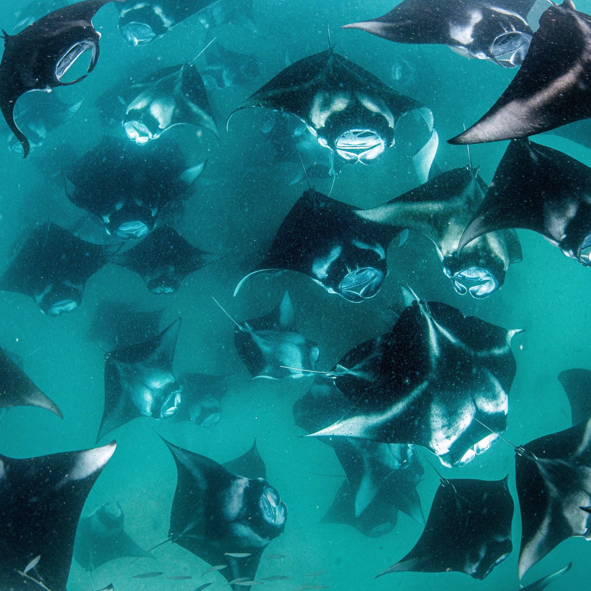 a grouping of manta rays in turquoise water