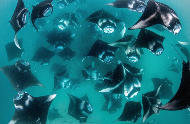 a grouping of manta rays in turquoise water