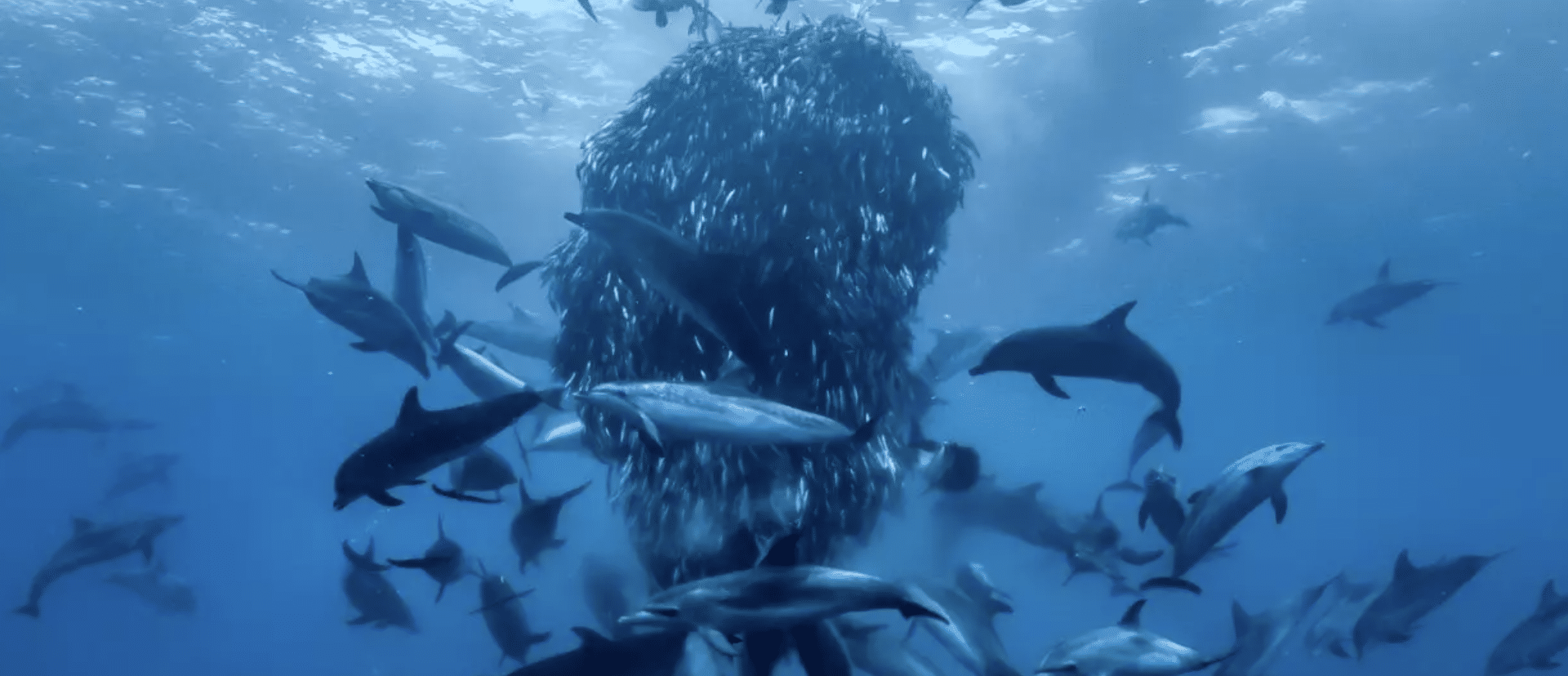 a bait ball surrounded by dolphins