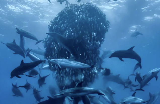 a bait ball surrounded by dolphins