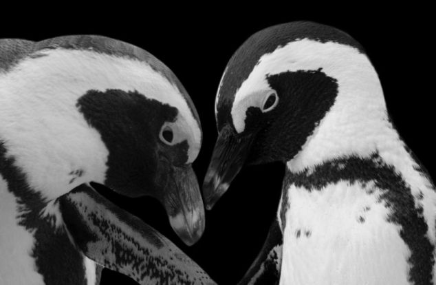Close-up black-and-white photograph of two African penguins facing each other, highlighting their detailed feather patterns and beaks against a black background.