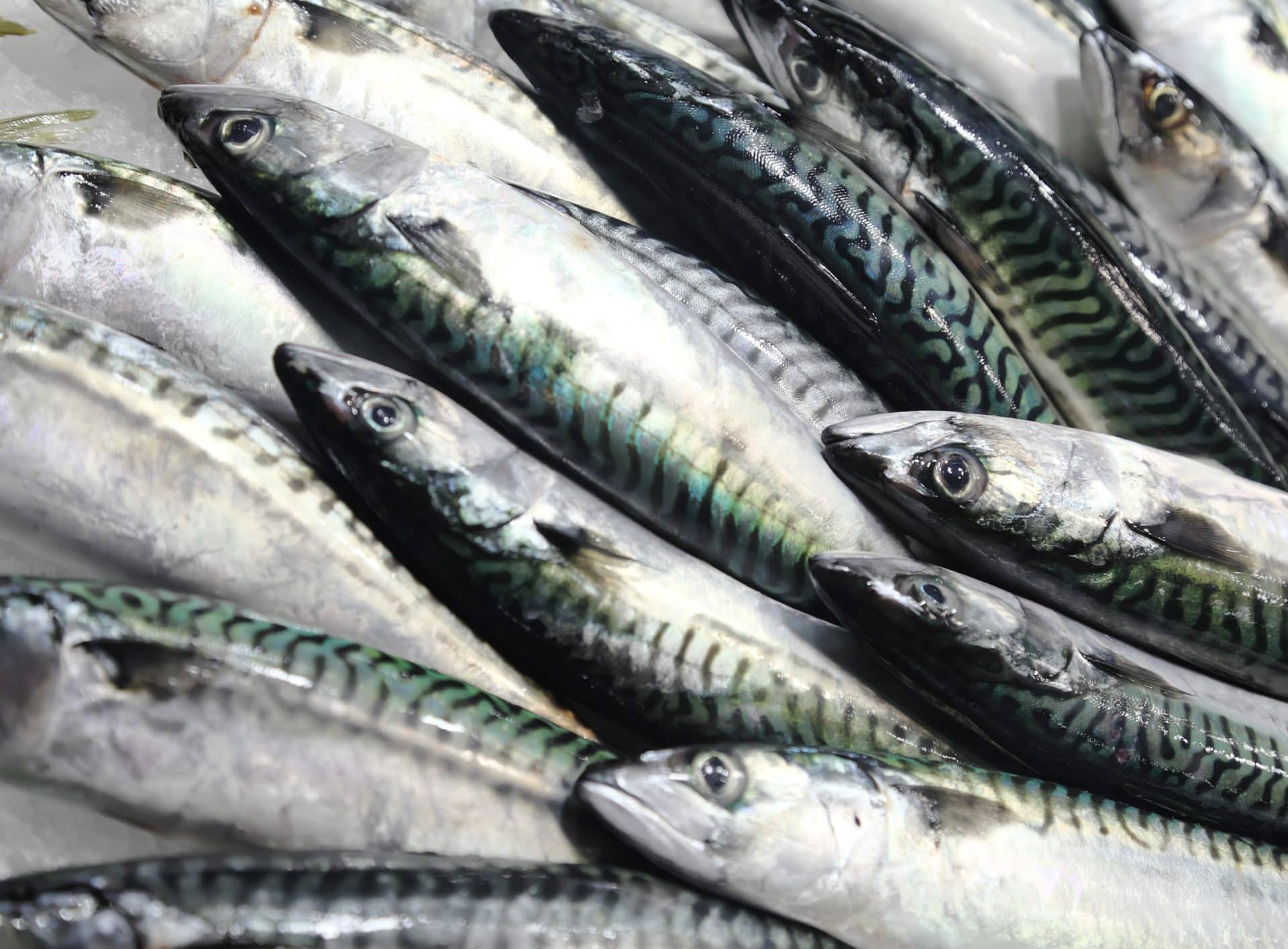 A close-up of fresh mackerel fish, displaying shiny scales and intricate patterns, arranged on ice.