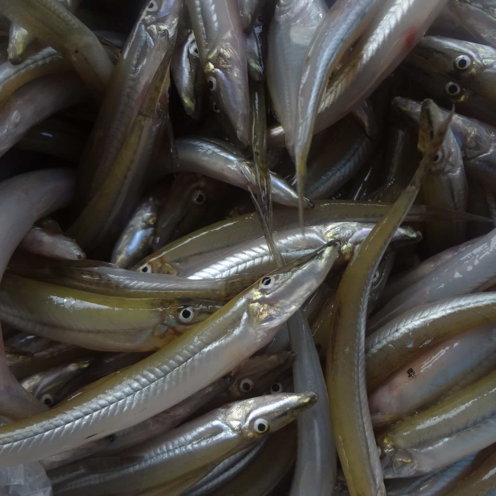 A close-up of a pile of fresh, shiny smelt fish with slithery bodies and brightly coloured eyes.