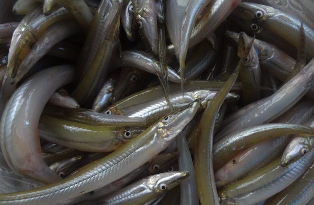 A close-up of a pile of fresh, shiny smelt fish with slithery bodies and brightly coloured eyes.
