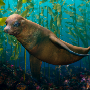 Seal in a kelp forest