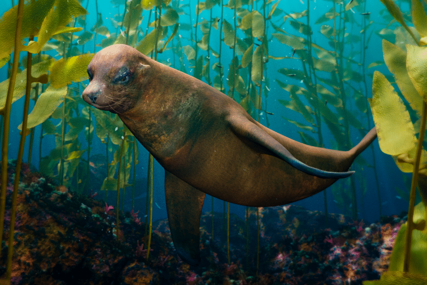 Seal in a kelp forest