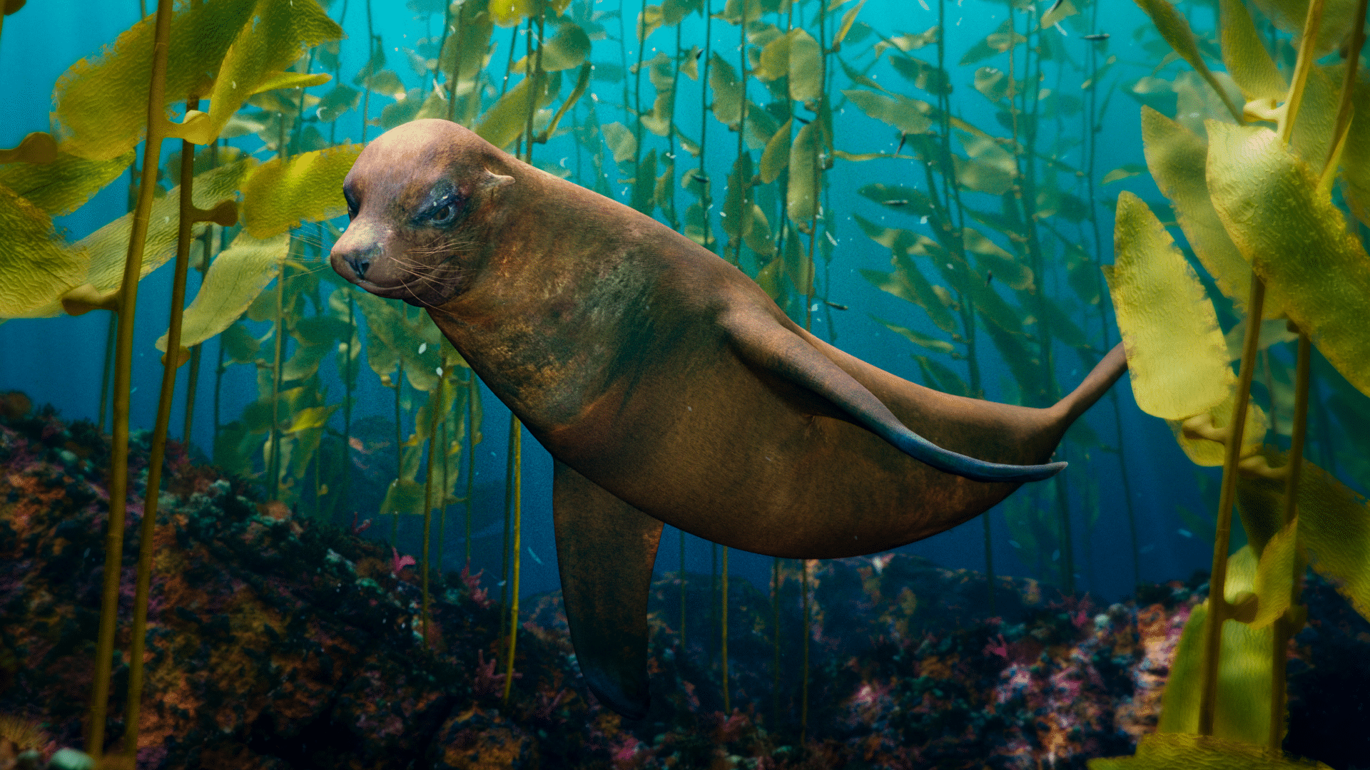 Seal in a kelp forest