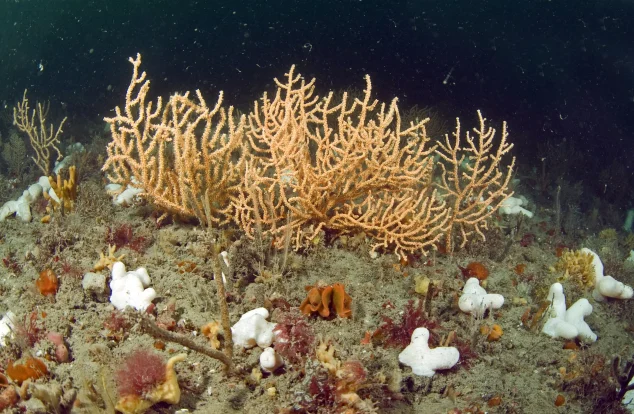 A rich epifaunal turf forms on the tide-swept edge of a rocky reef, Saw-tooth ledges Reef, Lyme bay, Southwest England.