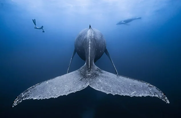 A freediver swims near the massive tail of a humpback whale seen from behind, while another whale is visible in the background, all surrounded by deep blue ocean water.