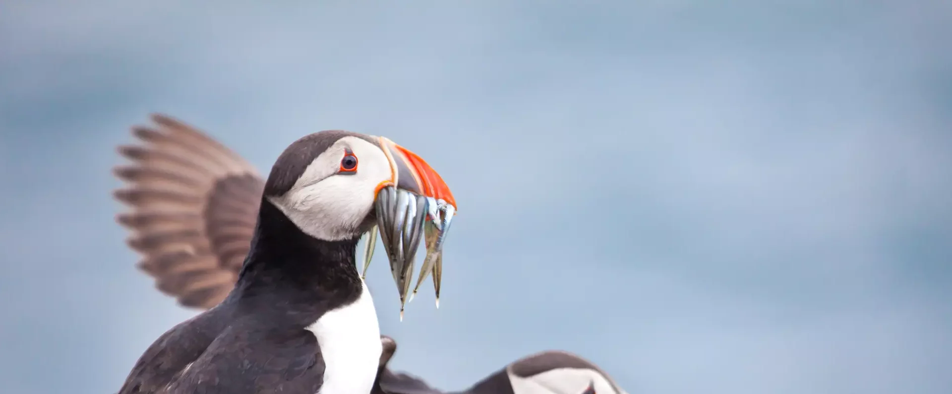 Two Puffins (Fratercula arctica), on rock; one with sandeels in its beak, the other just landing on the rock behind the first. North Sea background.