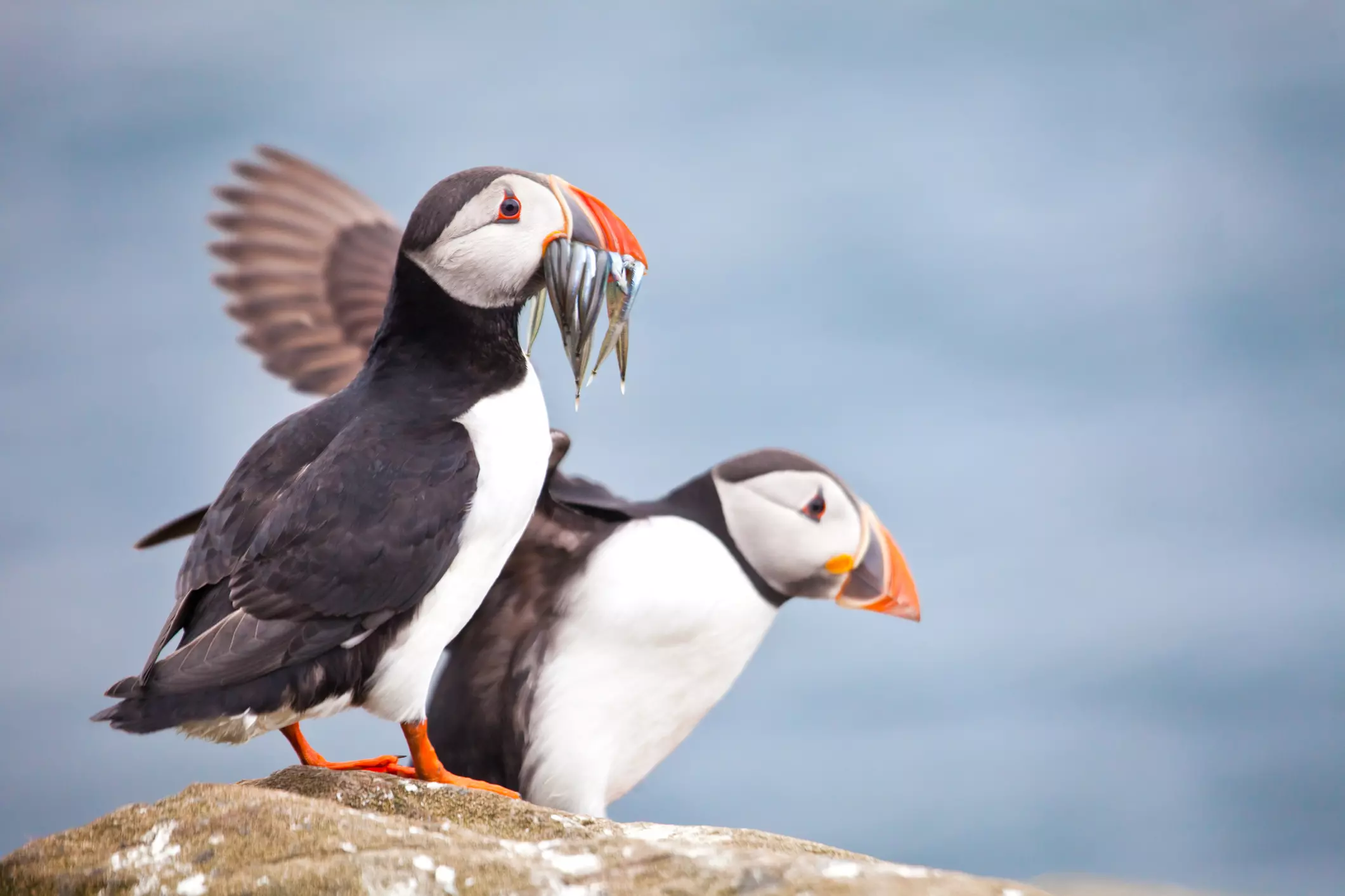 Two Puffins (Fratercula arctica), on rock; one with sandeels in its beak, the other just landing on the rock behind the first. North Sea background.